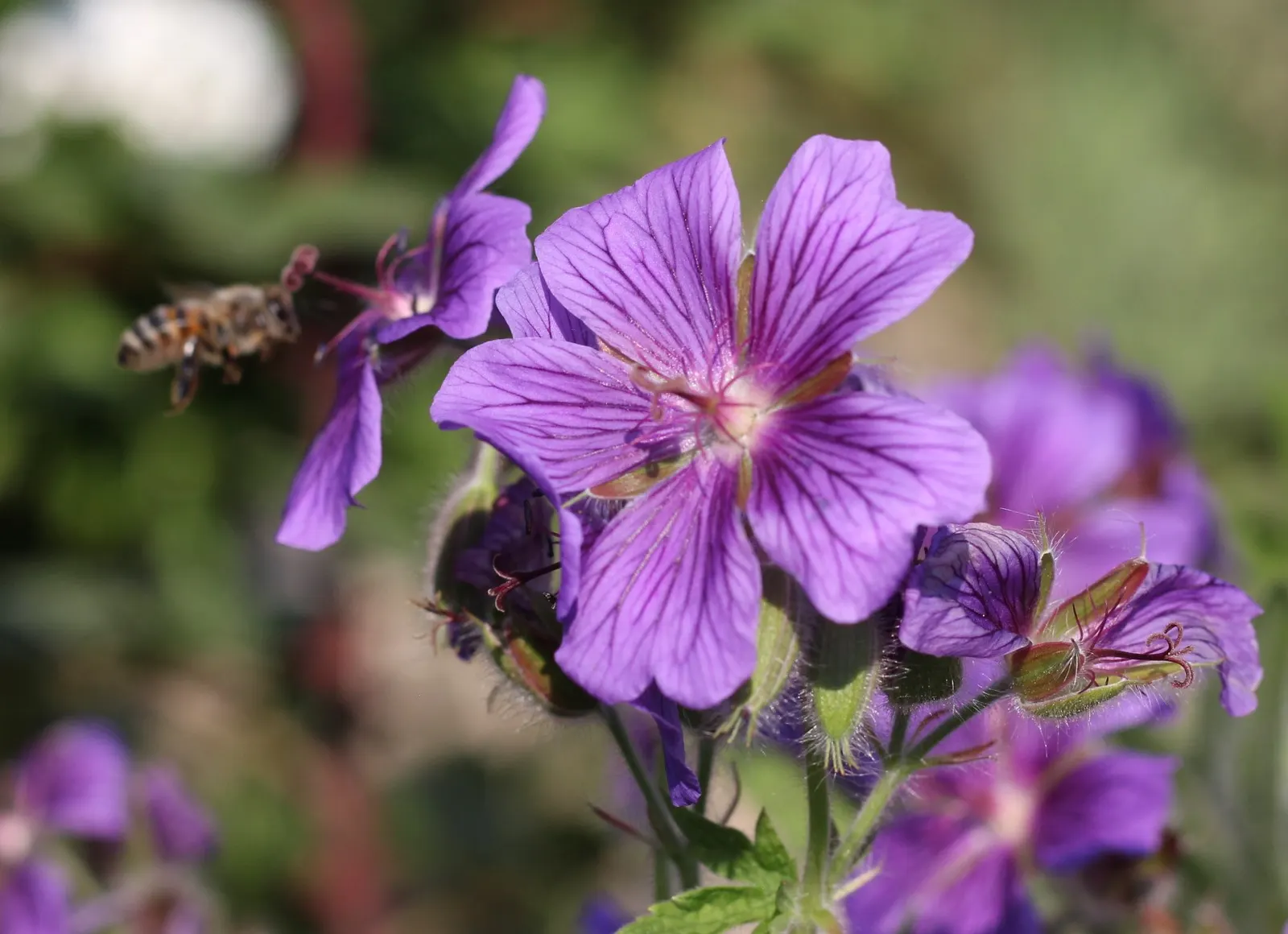 Showy Cranesbill (Geranium X 'Magnificum') — creating a striking contrast against the rich green foliage
