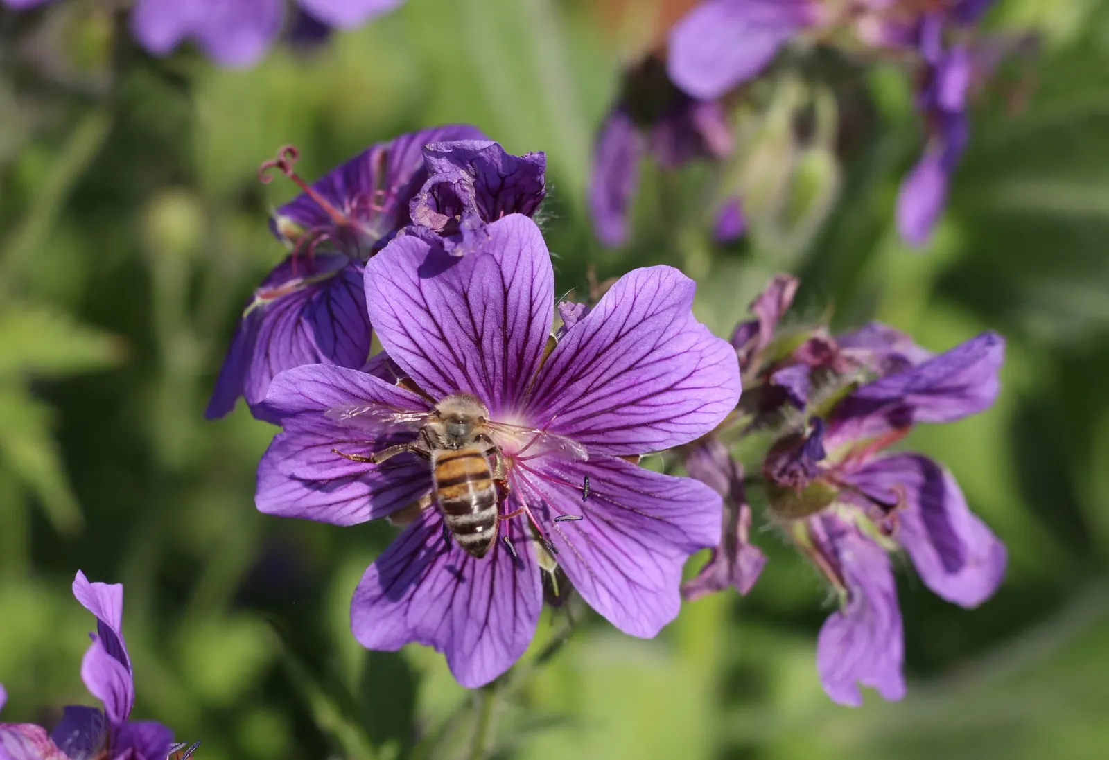 Showy Cranesbill (Geranium X 'Magnificum') — The blooms generously cover the plant; ideal for borders or cottage gardens