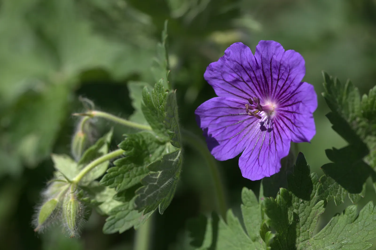 Showy Cranesbill (Geranium X 'Magnificum') — offering sprawling ground cover