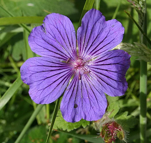 Showy Cranesbill (Geranium X 'Magnificum') — It prefers full sun to partial shade and well-drained soil, blooming profusely in late spring to early, image 33