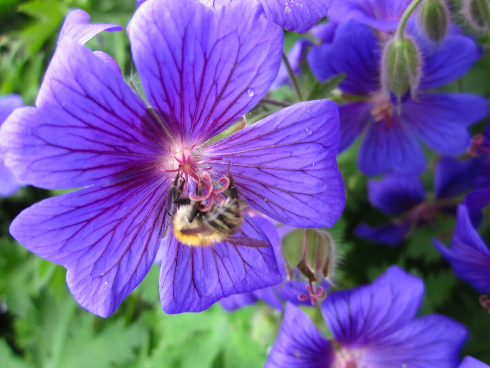 Showy Cranesbill (Geranium X 'Magnificum') — this hardy plant reaches a height of 18-24 inches with a similar spread