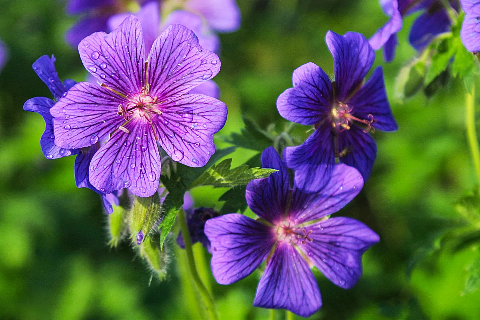 Showy Cranesbill (Geranium X 'Magnificum') — This robust plant boasts vibrant violet-blue flowers; the blooms generously cover the plant