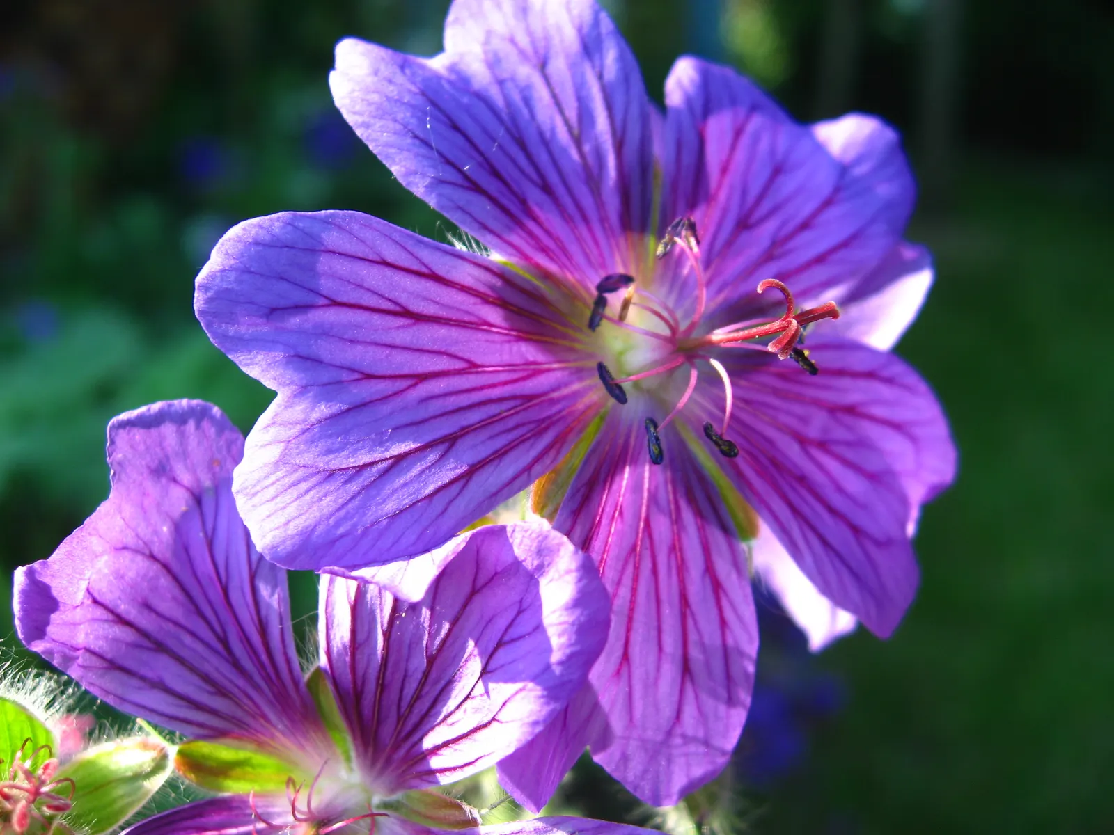 Showy Cranesbill (Geranium X 'Magnificum') — is a vibrant perennial with eye-catching violet-blue flowers spanning up to 2 inches wide