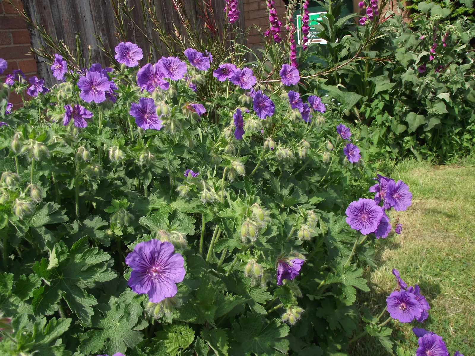 Showy Cranesbill (Geranium X 'Magnificum') — creating a profusion of color in late spring to early summer, image 41