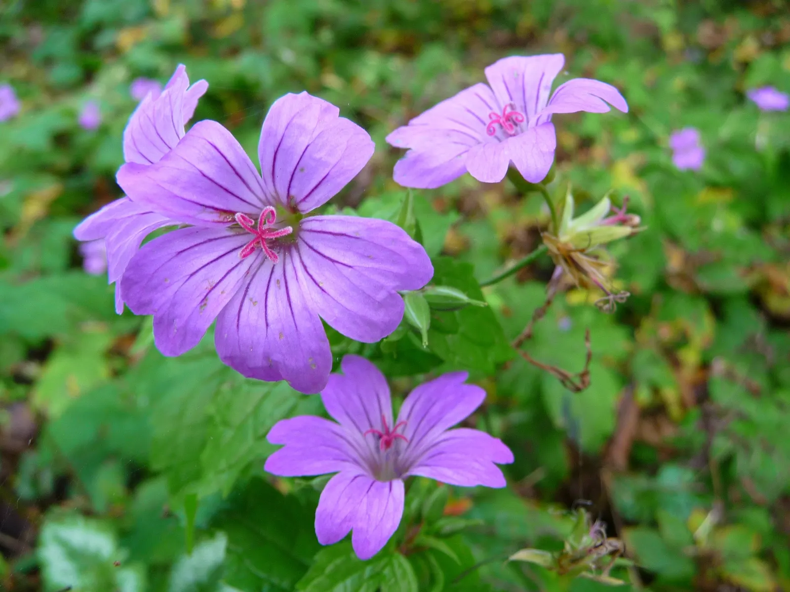 Showy Cranesbill (Geranium X 'Magnificum') — Thriving in USDA zones 4-8; or as an underplanting for taller