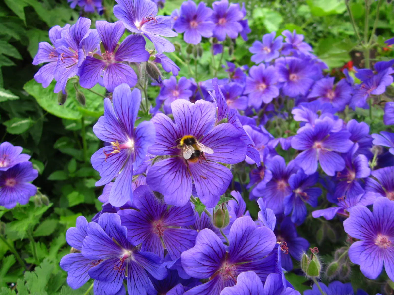 Showy Cranesbill (Geranium X 'Magnificum') — deeply lobed leaves turn attractive shades of red in the fall; deadheading the spent flowers may encourage a