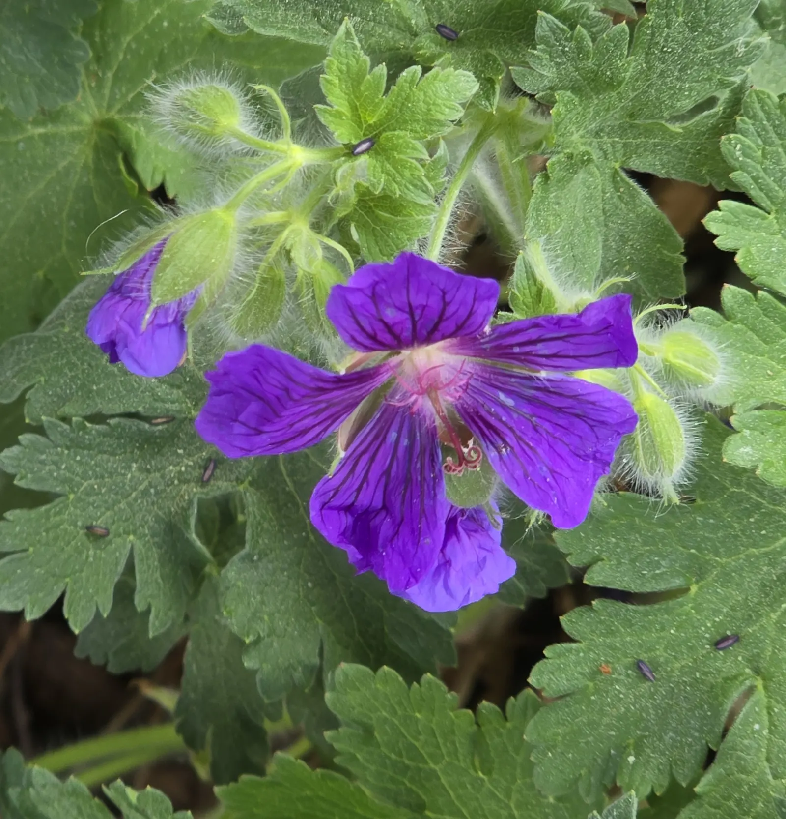 Showy Cranesbill (Geranium X 'Magnificum') — Ideal for borders or cottage gardens; deeply lobed leaves turn attractive shades of red in the fall