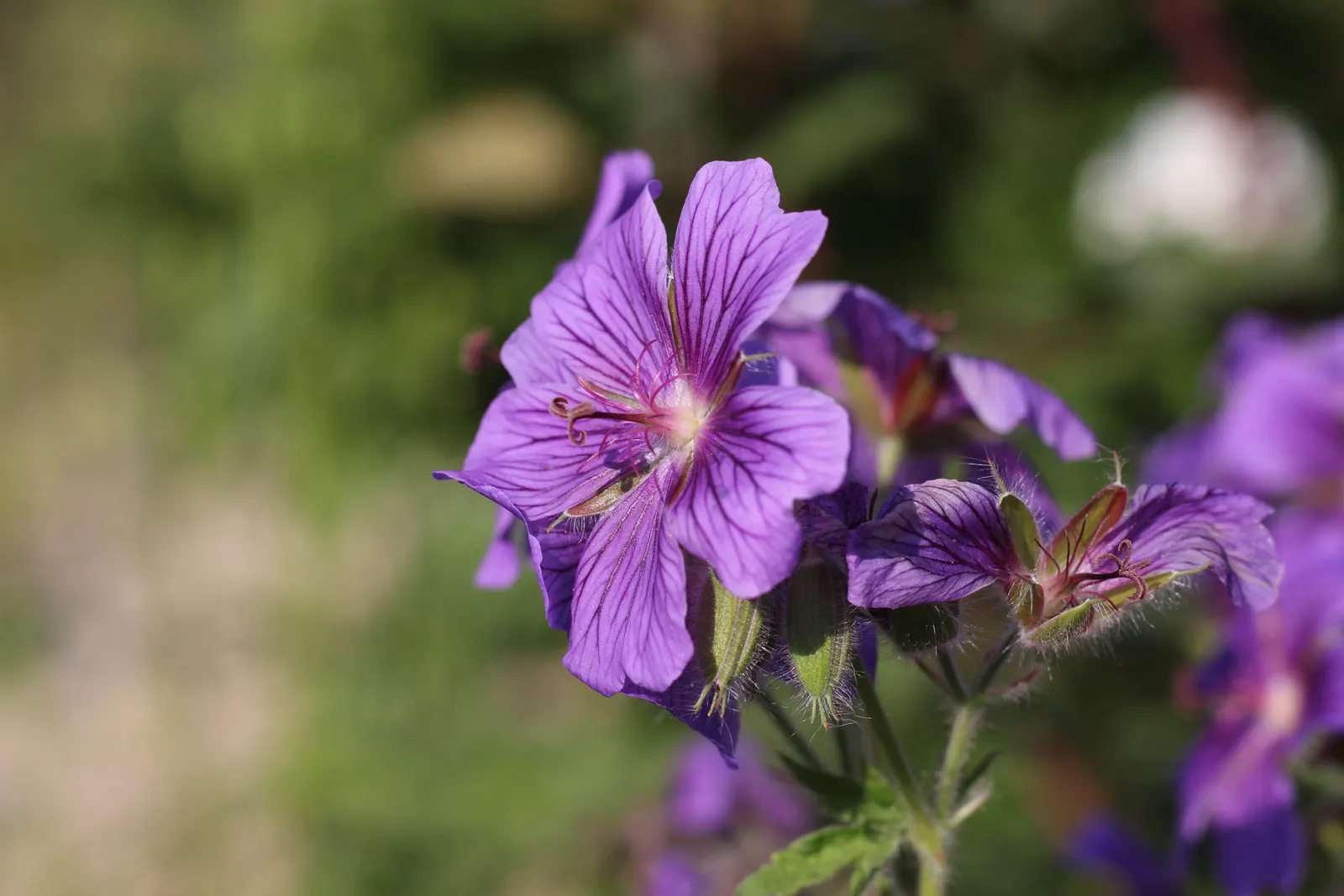 Showy Cranesbill (Geranium X 'Magnificum') — set against deeply lobed green foliage; each adorned with delicate veins and a white center