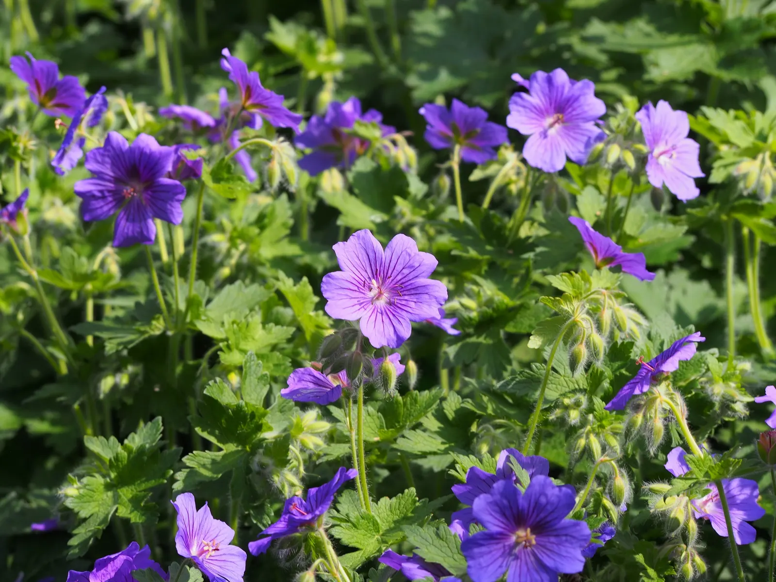 Showy Cranesbill (Geranium X 'Magnificum') — set against deeply lobed green foliage