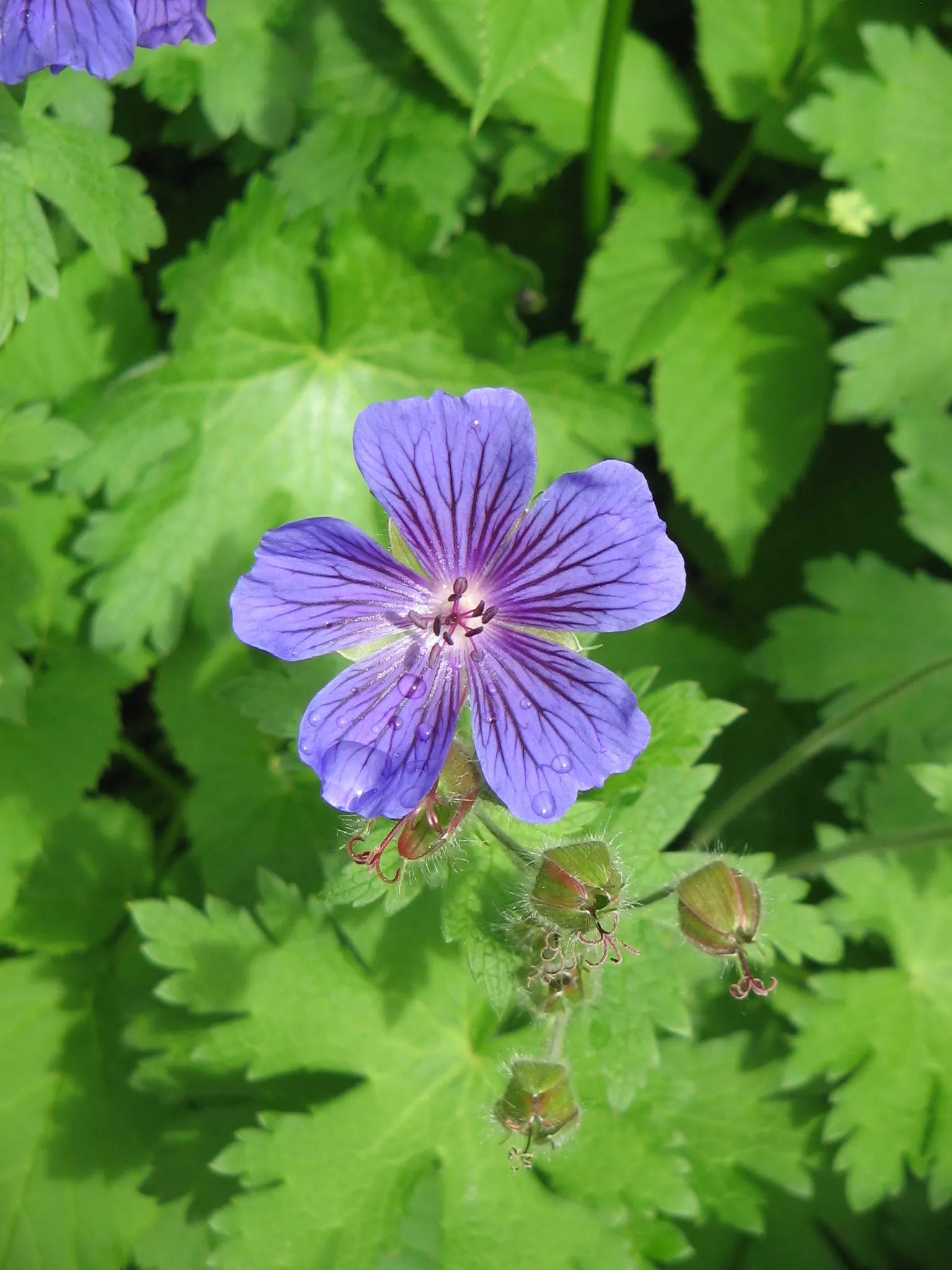 Showy Cranesbill (Geranium X 'Magnificum') — the Showy Cranesbill is an exemplary choice for clients seeking long-lasting charm in their garden