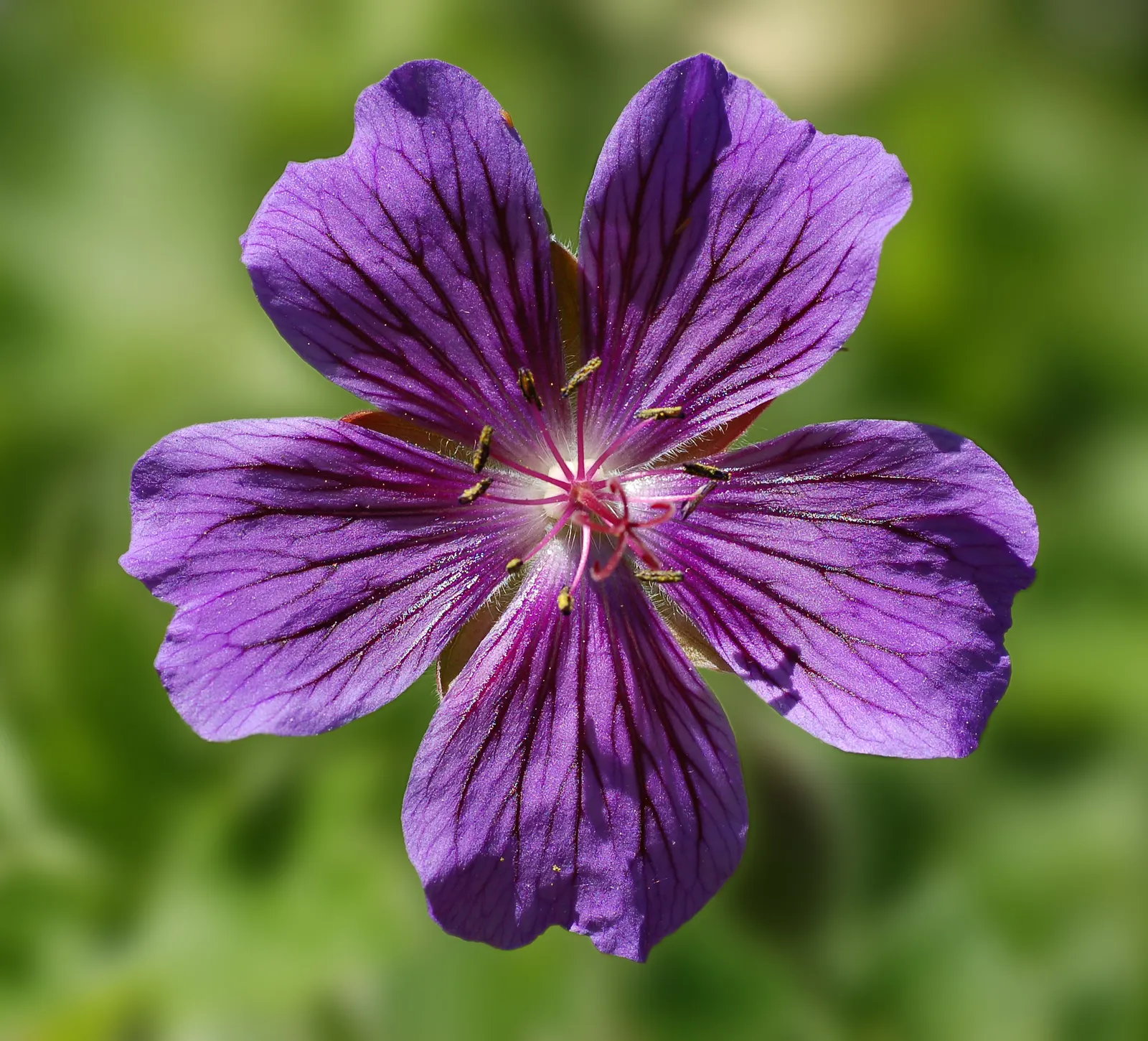 Showy Cranesbill (Geranium X 'Magnificum') — scientifically known as Geranium x 'Magnificum'