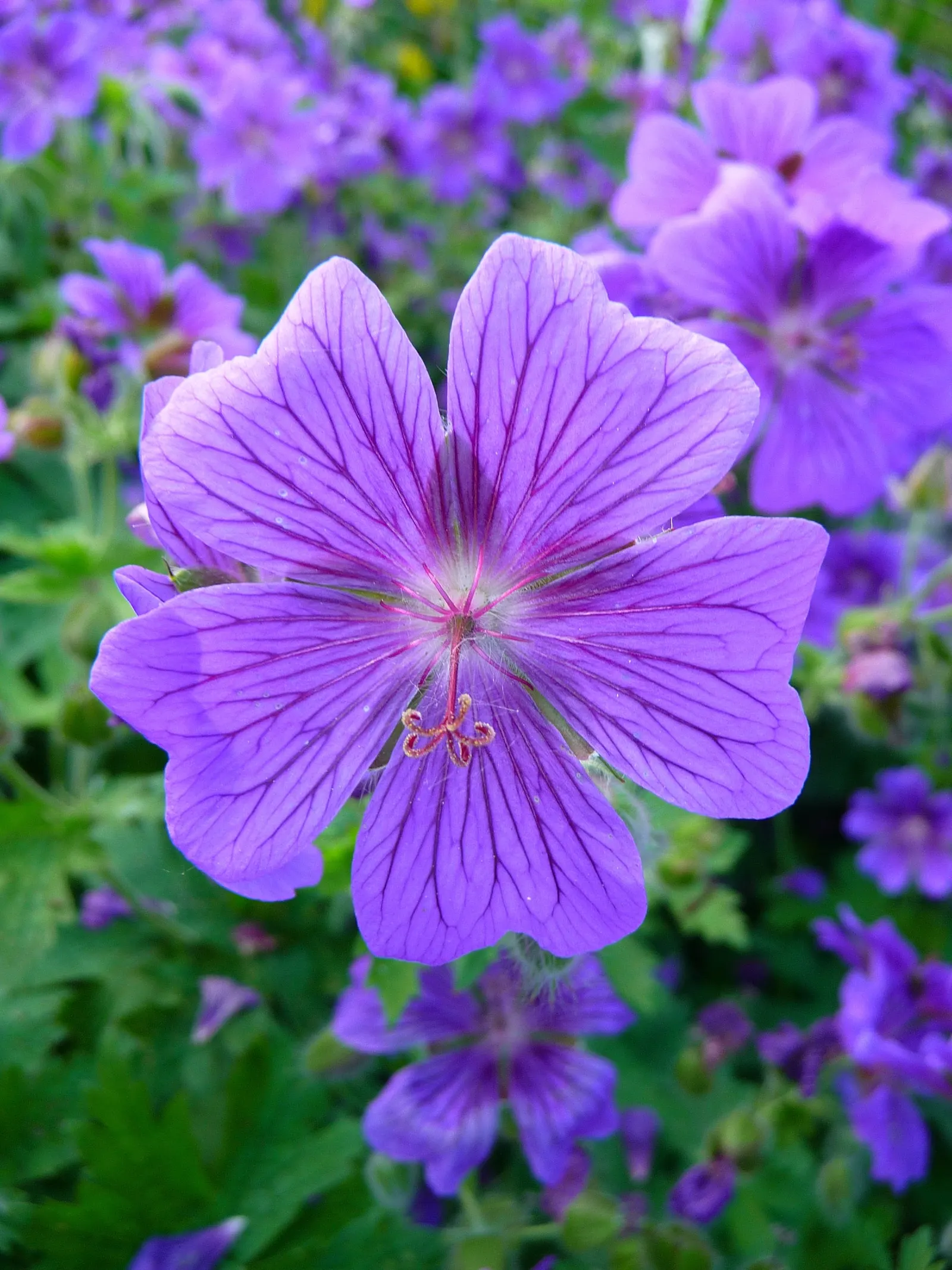 Showy Cranesbill (Geranium X 'Magnificum') — blue and violet flowers in the garden; this robust plant boasts vibrant violet-blue flowers