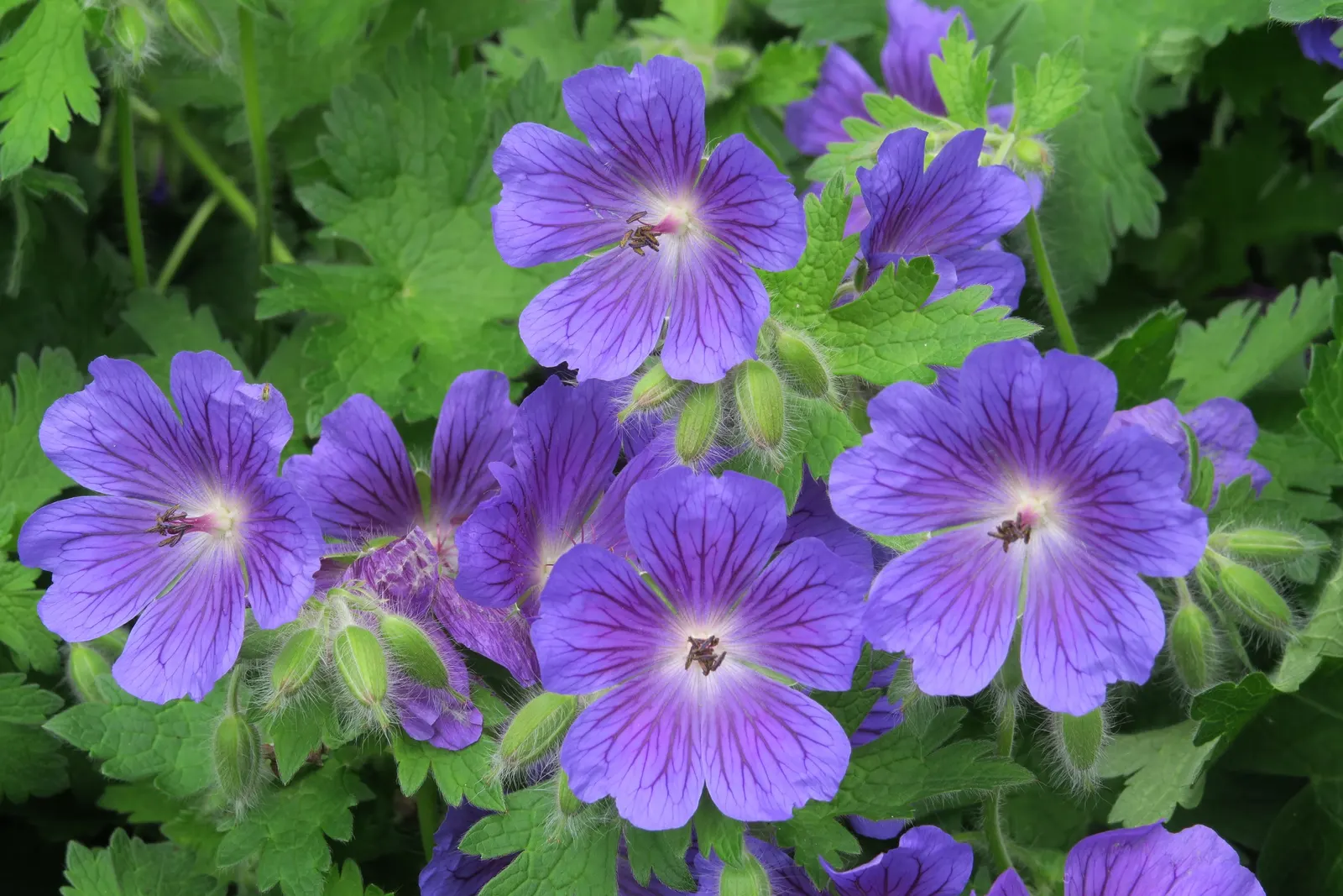 Showy Cranesbill (Geranium X 'Magnificum') — perennial with blue and violet blooms