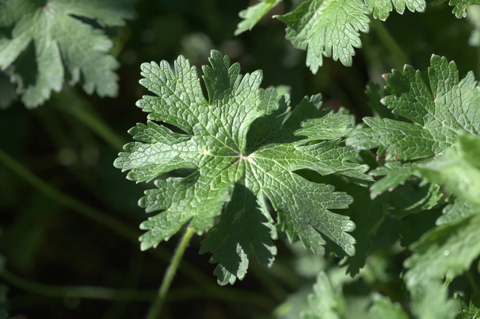 Showy Cranesbill (Geranium X 'Magnificum') — With its resilient nature and elegant beauty, image 50