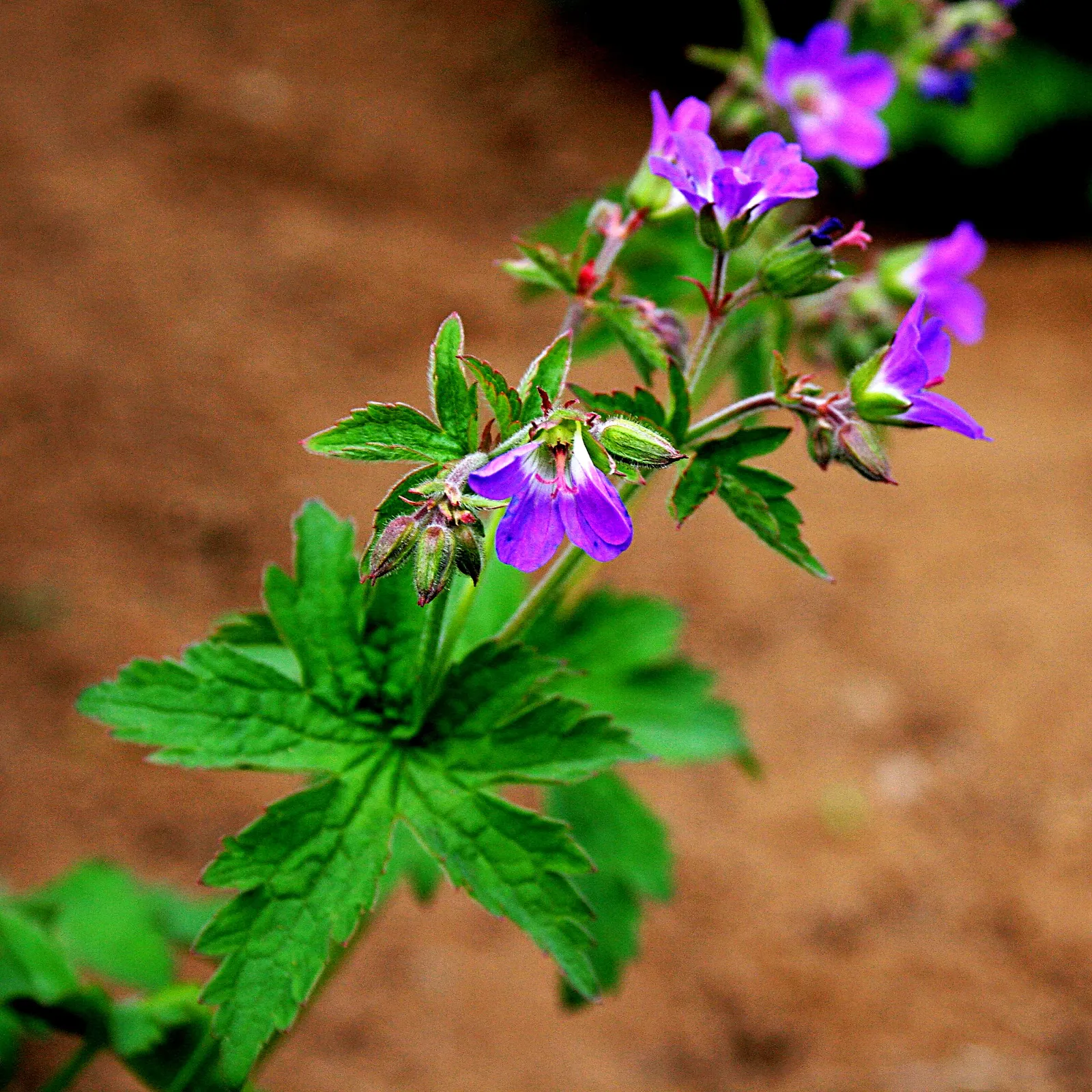 Showy Cranesbill (Geranium X 'Magnificum') — scientifically known as Geranium x 'Magnificum'; perennial with blue and violet blooms