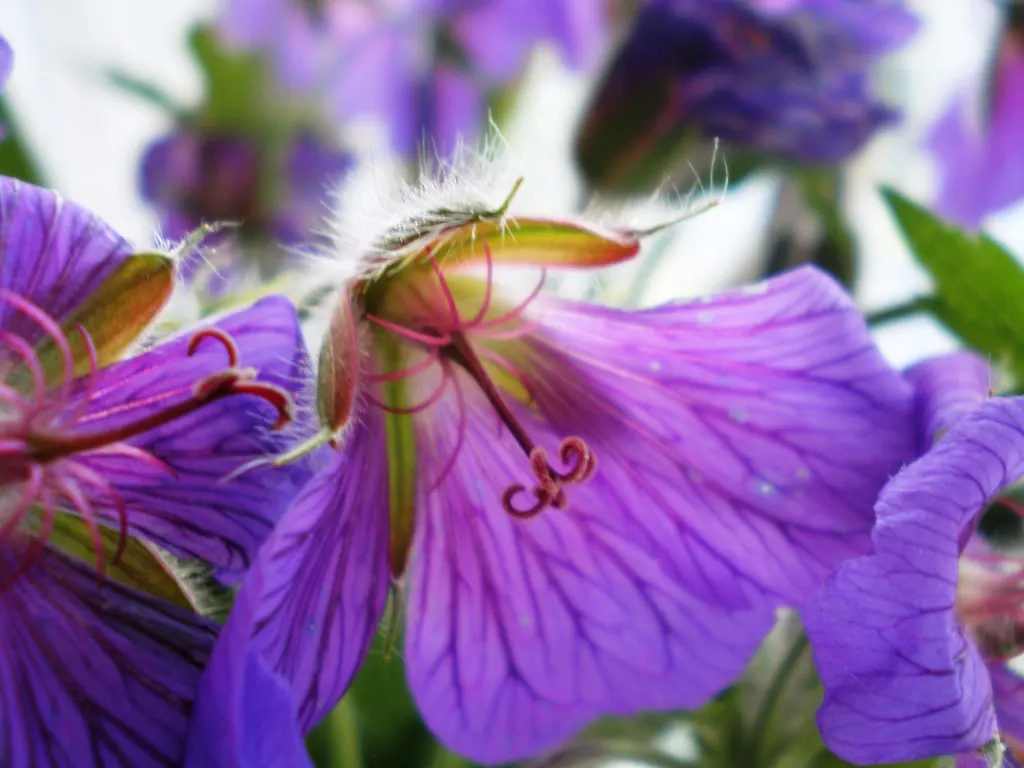 Showy Cranesbill (Geranium X 'Magnificum') — making it an ideal selection for gardens in areas prone to wildlife