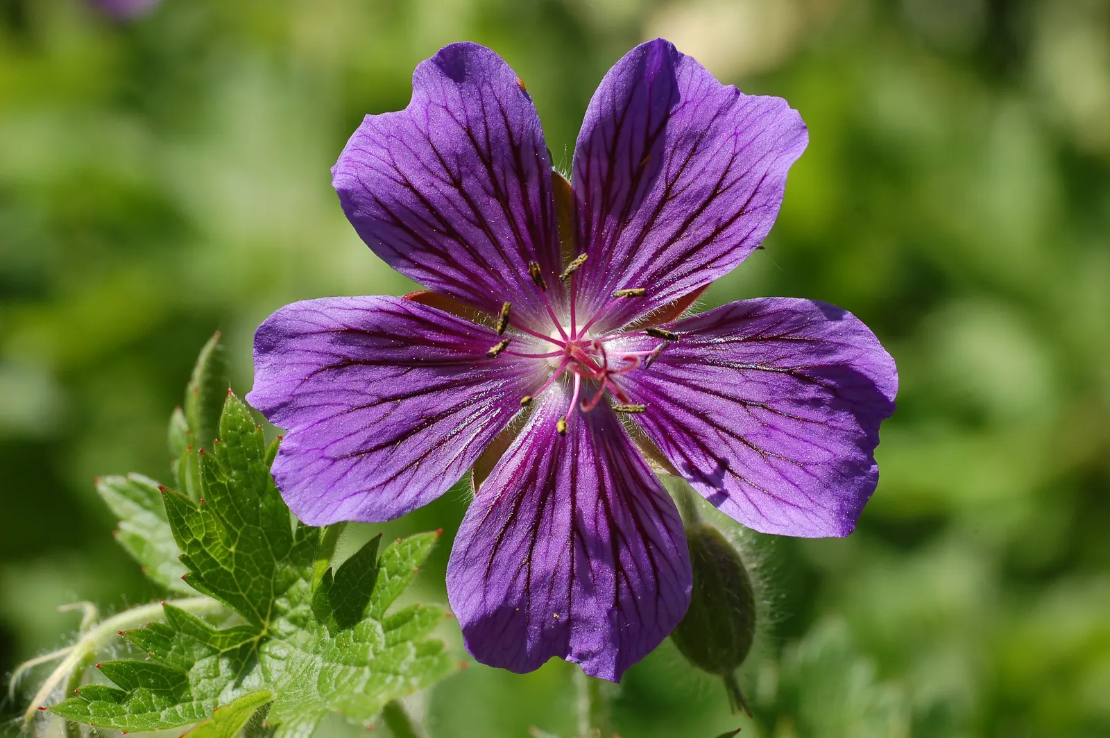 Showy Cranesbill (Geranium X 'Magnificum') — This robust plant boasts vibrant violet-blue flowers