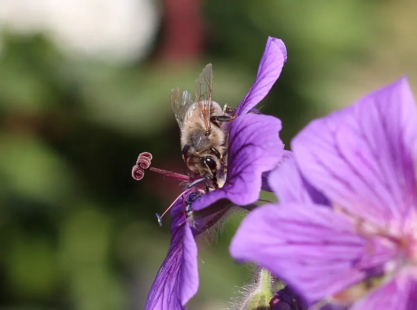 Showy Cranesbill (Geranium X 'Magnificum') — the Showy Cranesbill thrives best in well-drained soil with consistent moisture; is a vibrant perennial with