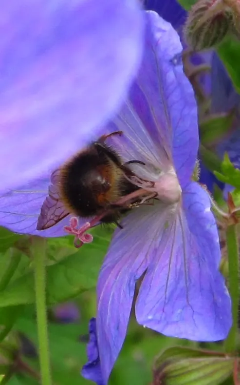 Showy Cranesbill (Geranium X 'Magnificum') — the Showy Cranesbill thrives best in well-drained soil with consistent moisture