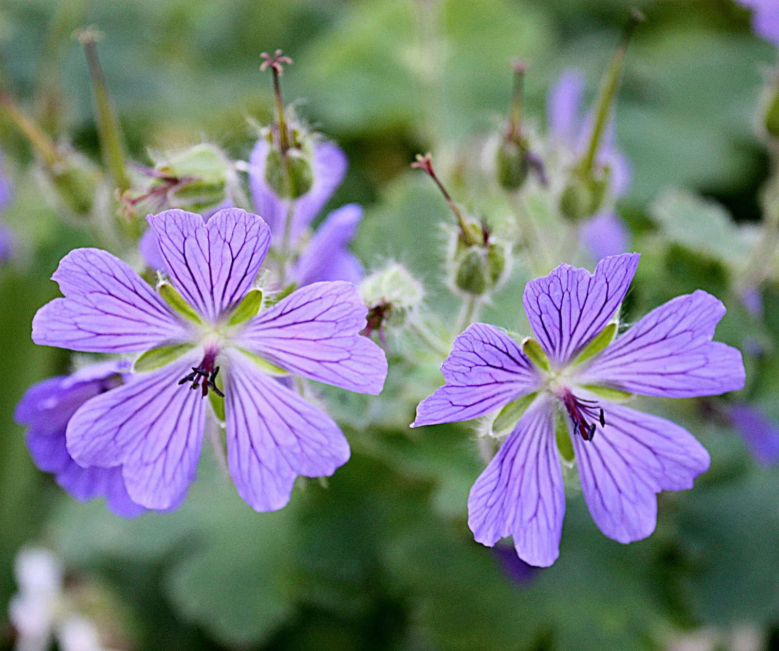Showy Cranesbill (Geranium X 'Magnificum') — it is resistant to deer and rabbit browsing; set against deeply lobed green foliage