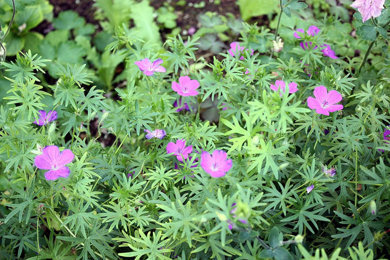 Showy Cranesbill (Geranium X 'Magnificum') — is a captivating perennial that brings a lively splash of color to any landscape design