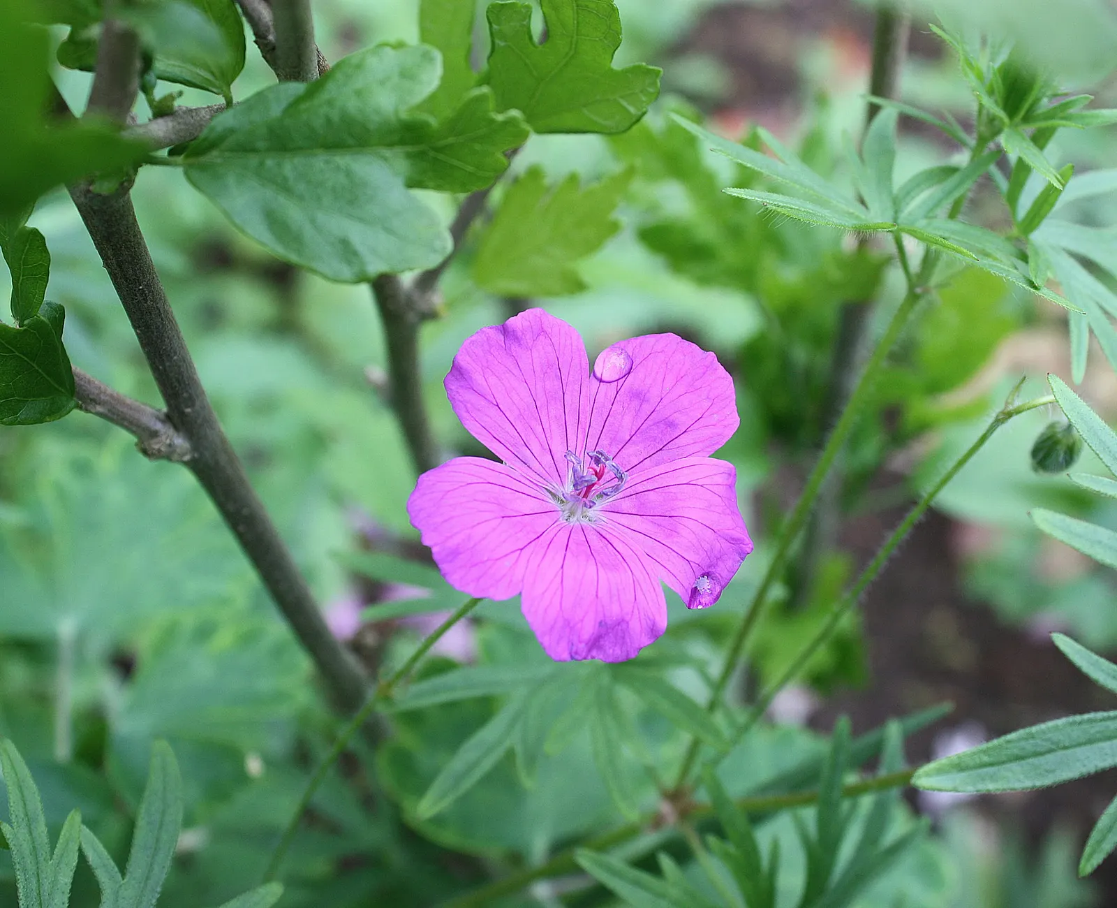 Showy Cranesbill (Geranium X 'Magnificum') — It prefers full sun to partial shade and well-drained soil, blooming profusely in late spring to early summer