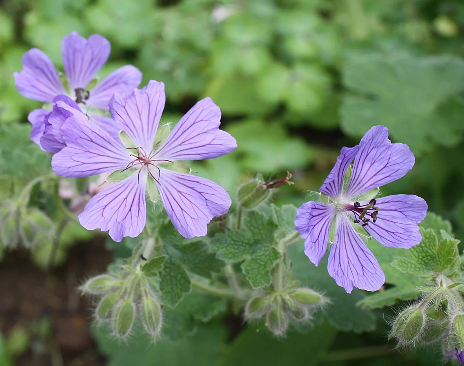 Showy Cranesbill (Geranium X 'Magnificum') — the Showy Cranesbill is an exemplary choice for clients seeking long-lasting charm in their garden; thriving in