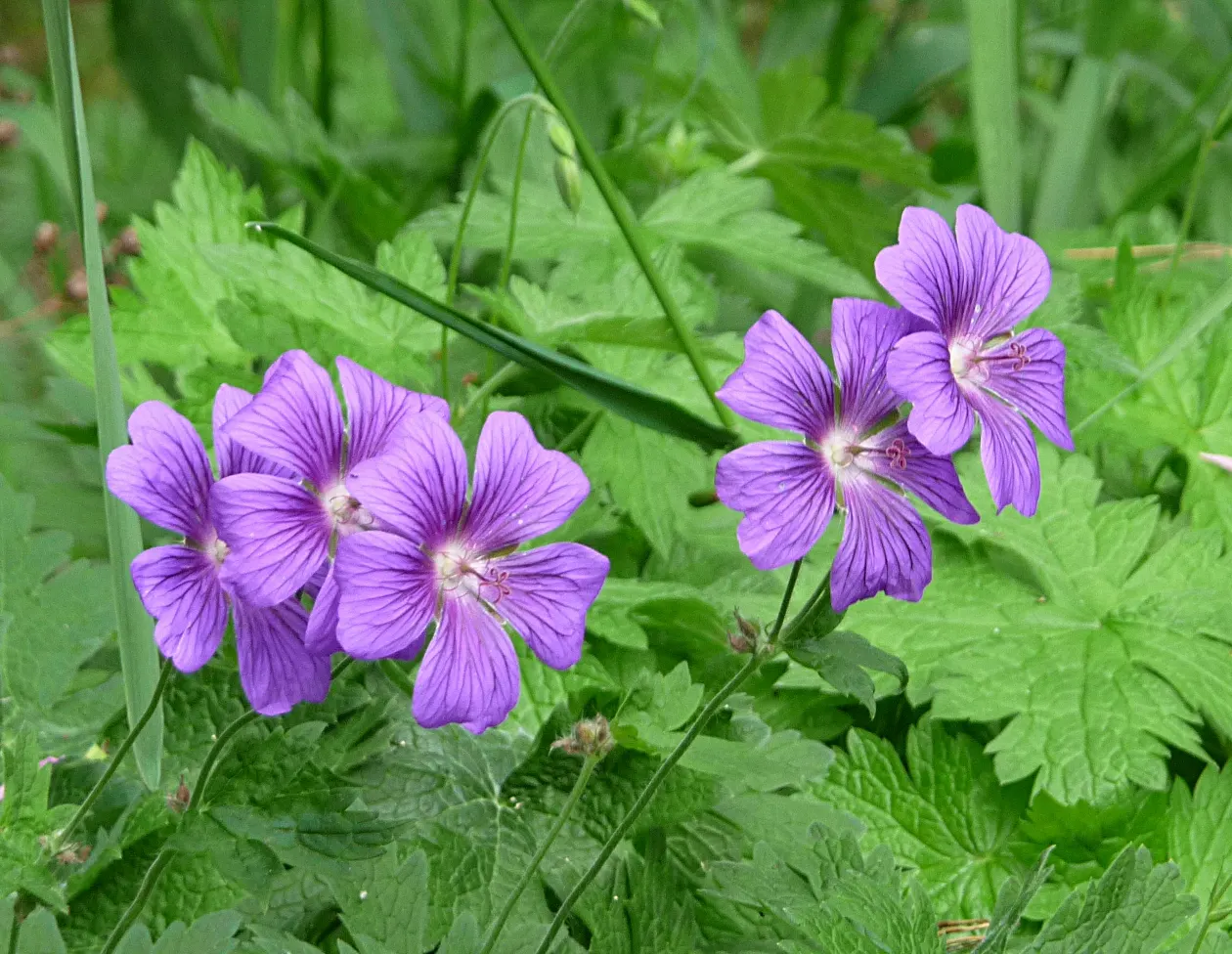 Showy Cranesbill (Geranium X 'Magnificum') — creating a striking contrast against the rich green foliage; perennial for full or half