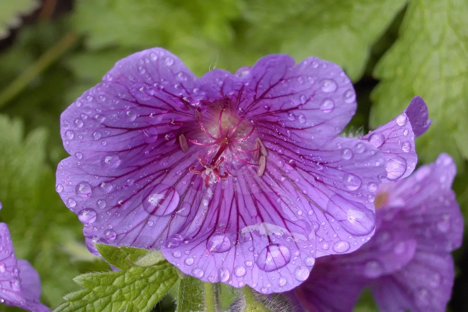 Showy Cranesbill (Geranium X 'Magnificum') — is a captivating perennial that brings a lively splash of color to any landscape design; it prefers full sun to