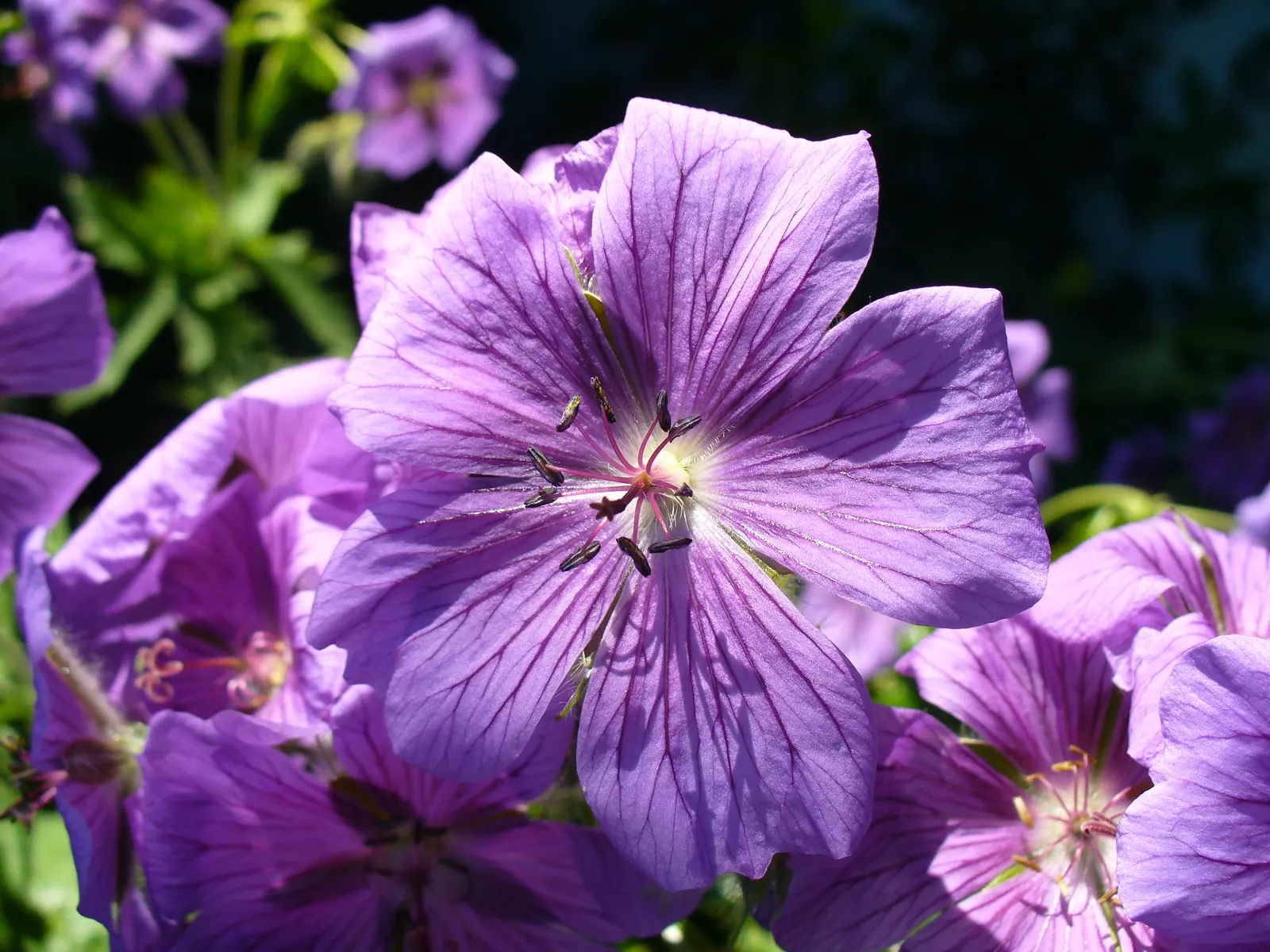 Showy Cranesbill (Geranium X 'Magnificum') — This makes it an excellent choice for border fronts; scientifically known as Geranium x 'Magnificum'