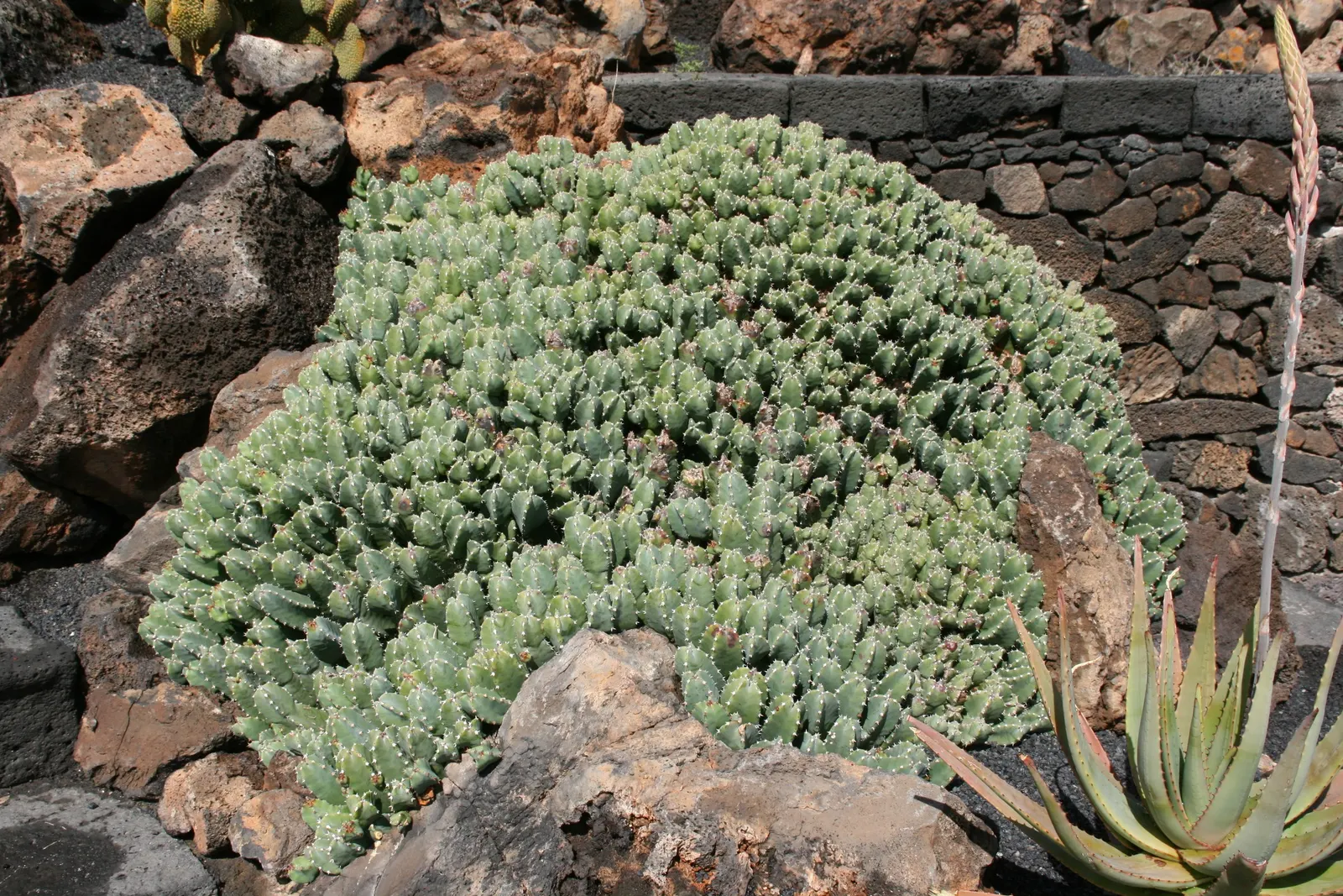 Moroccan Mound (Euphorbia Resinifera) — succulent shrub reaching up to 24 inches tall and wide; handle with care, as its milky sap can irritate skin