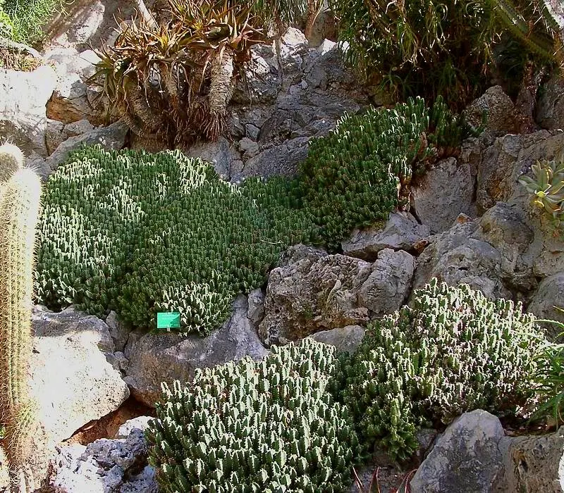 Moroccan Mound (Euphorbia Resinifera) — evergreen succulent that originates from the slopes of the Atlas Mountains in Morocco