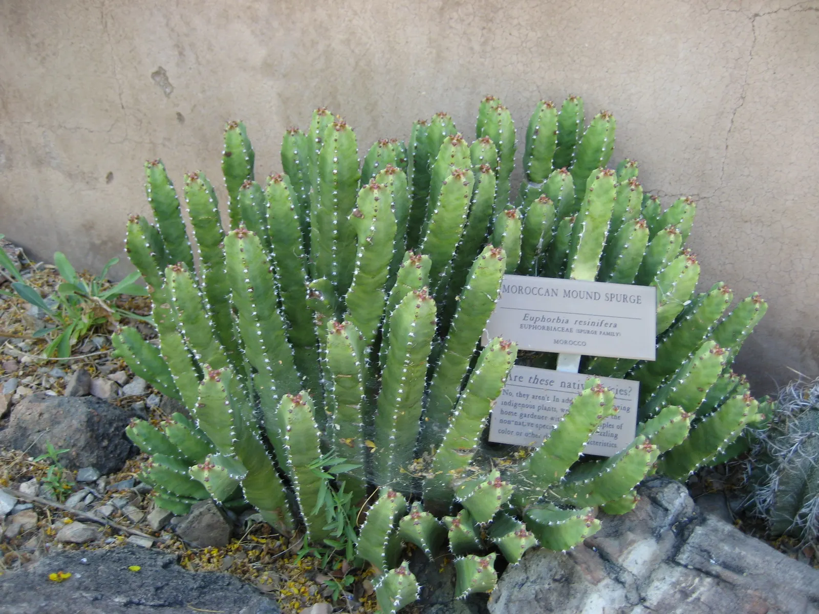 Moroccan Mound (Euphorbia Resinifera) — This drought-tolerant plant prospers in full sun and well-drained soil, bearing small yellow cyathia in, image 49