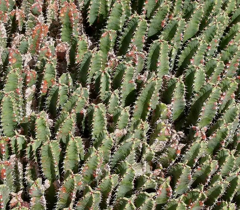 Moroccan Mound (Euphorbia Resinifera) — This drought-tolerant plant prospers in full sun and well-drained soil, bearing small yellow cyathia in spring