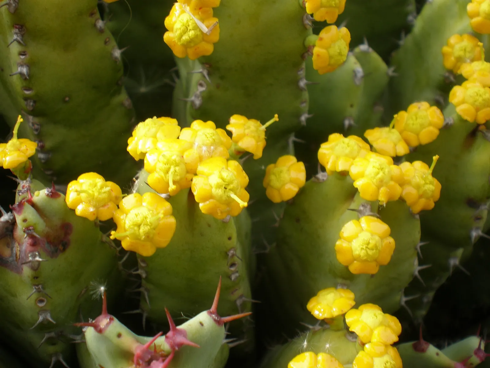 Moroccan Mound (Euphorbia Resinifera) — caution should be exercised when handling or placing in areas with heavy foot traffic; sculptural ground cover in any