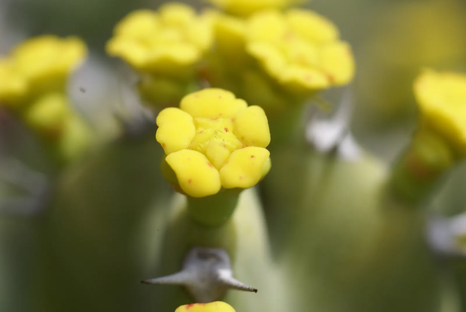Moroccan Mound (Euphorbia Resinifera) — its water storage capabilities allow it to thrive in hot, image 35