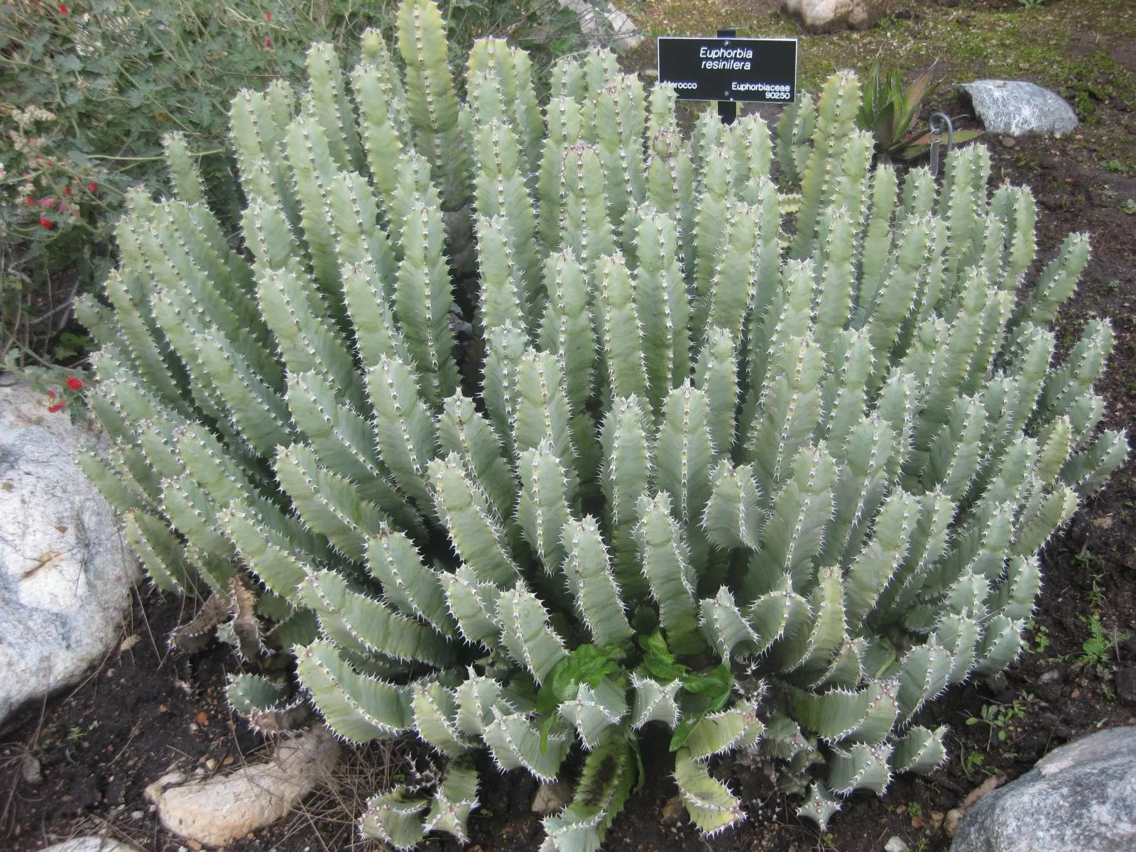 Moroccan Mound (Euphorbia Resinifera) — its water storage capabilities allow it to thrive in hot