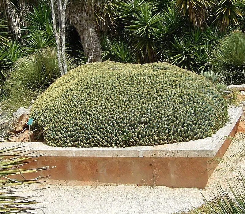 Moroccan Mound (Euphorbia Resinifera) — especially where pets and children may come into contact with it.<br><br>In your client's garden