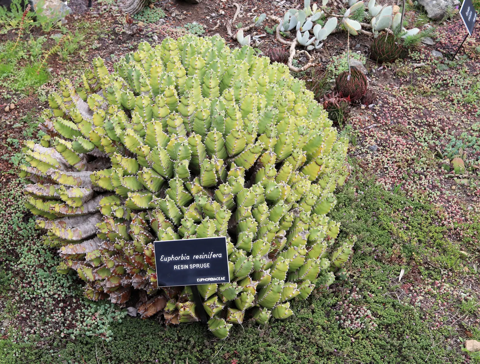 Moroccan Mound (Euphorbia Resinifera) — preferring full sun exposure and well-draining soil.<br><br>Throughout late spring or early summer; they can be
