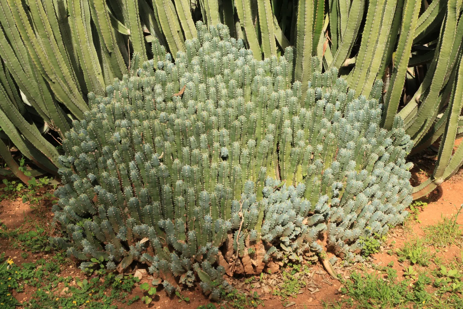 Moroccan Mound (Euphorbia Resinifera) — Maintenance is minimal, making it a practical choice for a low-care garden