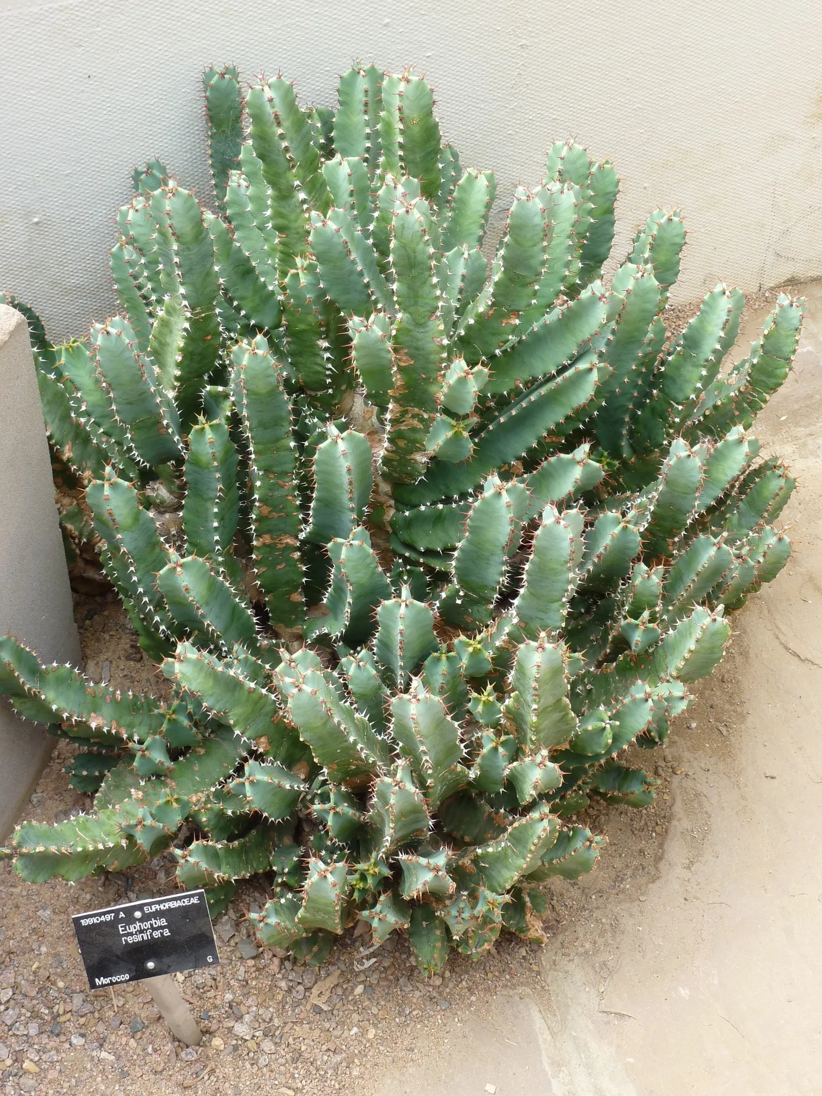 Moroccan Mound (Euphorbia Resinifera) — They serve as excellent focal points, particularly when paired with other drought-tolerant plants