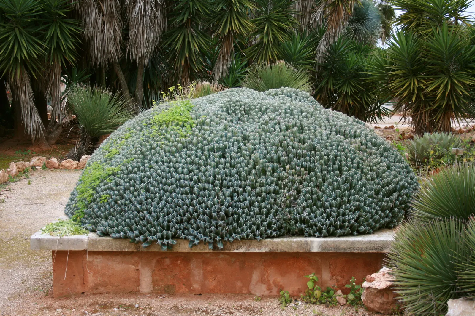 Moroccan Mound (Euphorbia Resinifera) — they can be utilized to form a natural border or edge