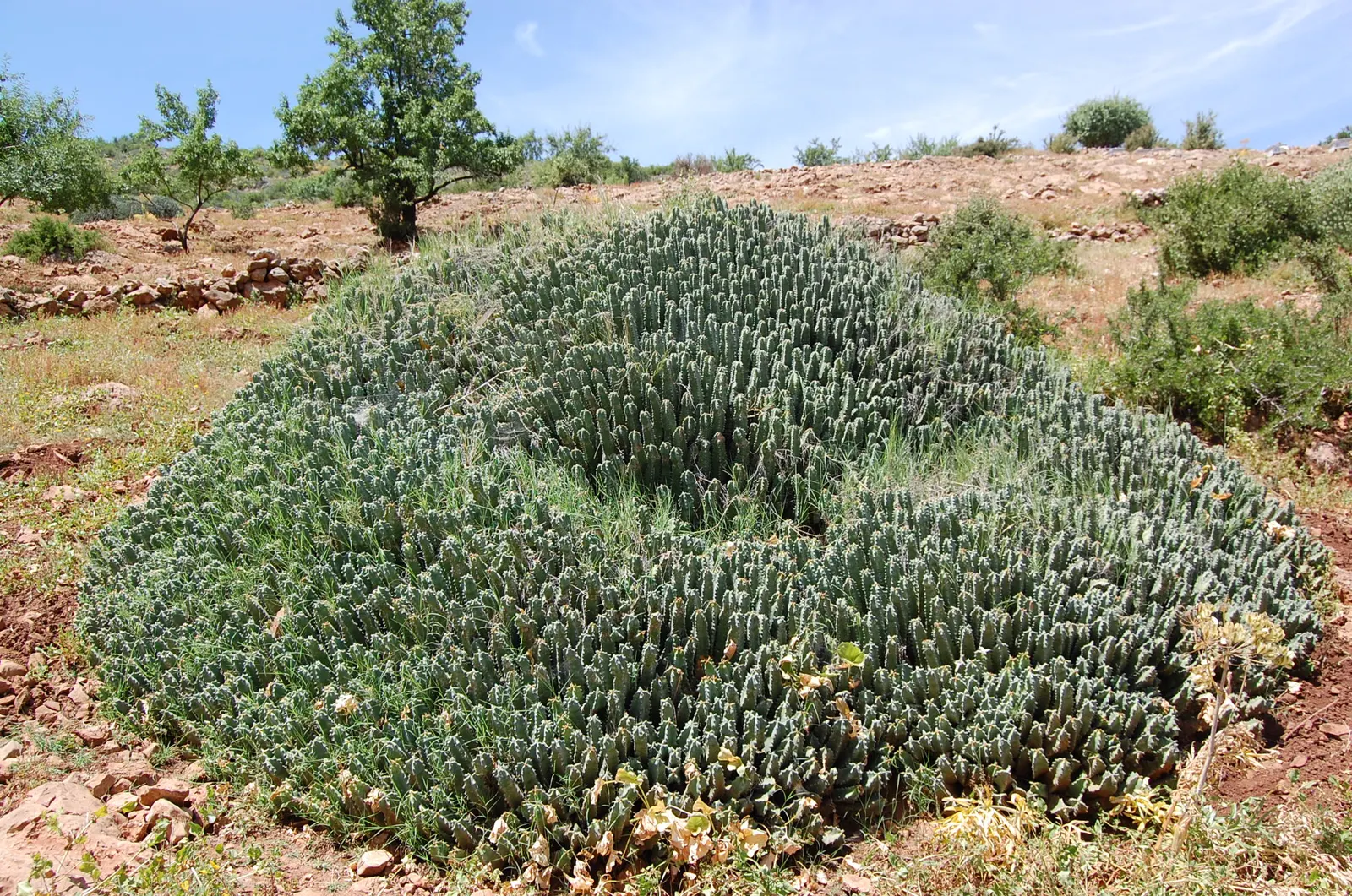 Moroccan Mound (Euphorbia Resinifera) — Its four-sided, spine-adorned stems form dense, segmented mounds; sharp spines that can be around 0.25 inches long