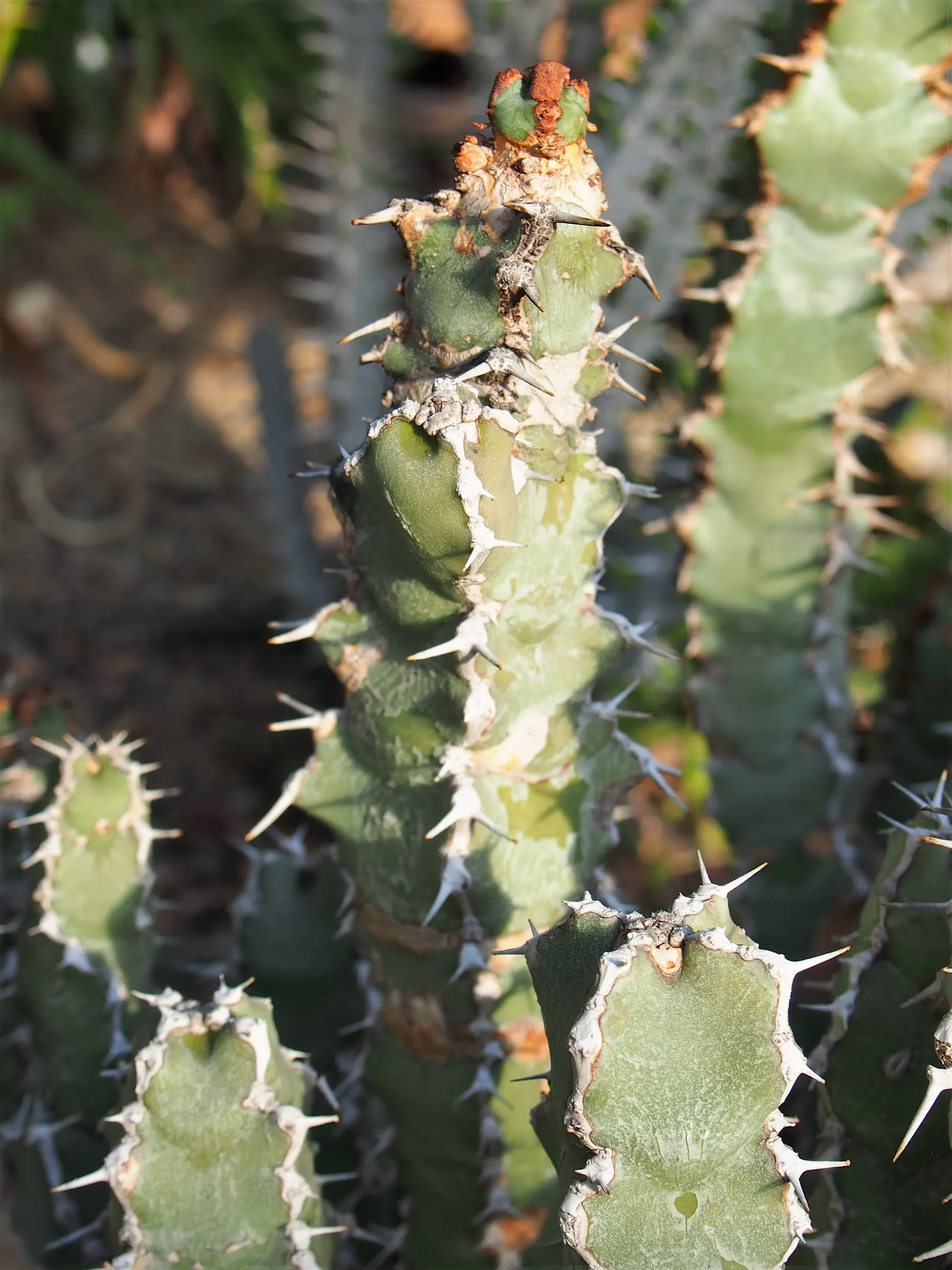 Moroccan Mound (Euphorbia Resinifera) — succulent for full or half; introducing a touch of exotic