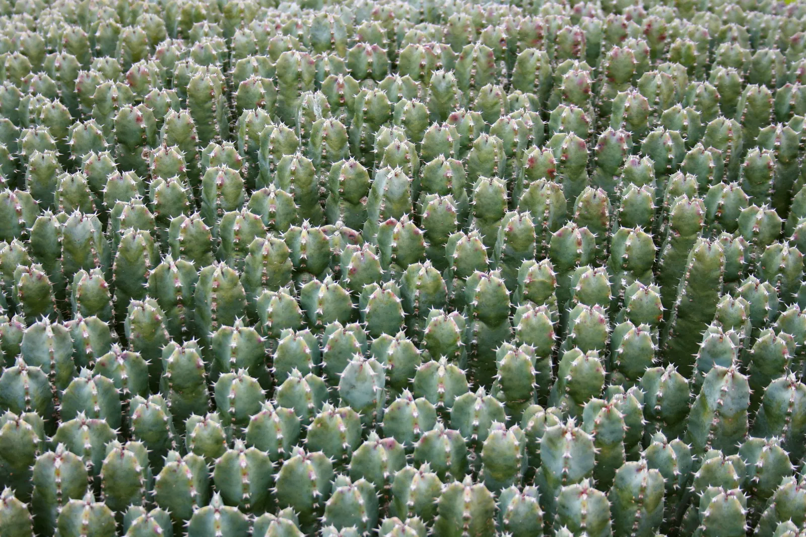 Moroccan Mound (Euphorbia Resinifera) — evergreen succulent that originates from the slopes of the Atlas Mountains in Morocco; succulent for full or half