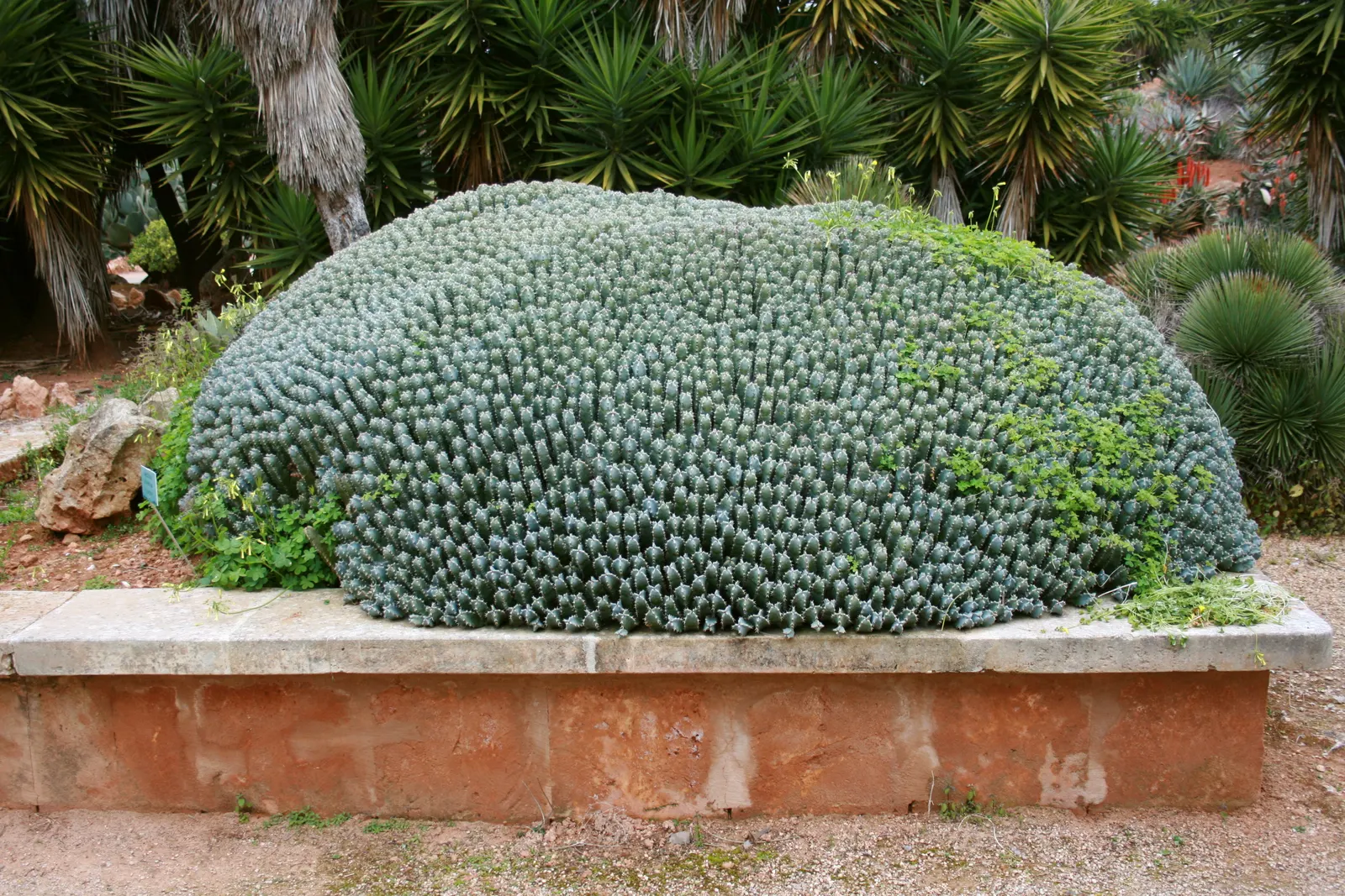Moroccan Mound (Euphorbia Resinifera) — typically reaching heights of about 18 to 24 inches and spreading up to 36 inches wide; yet the main appeal lies in its
