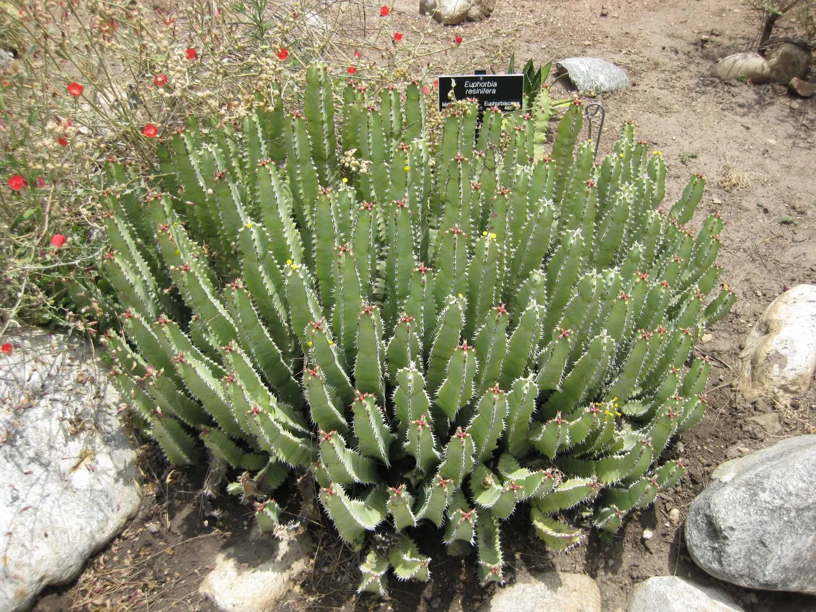 Moroccan Mound (Euphorbia Resinifera) — sharp spines that can be around 0.25 inches long
