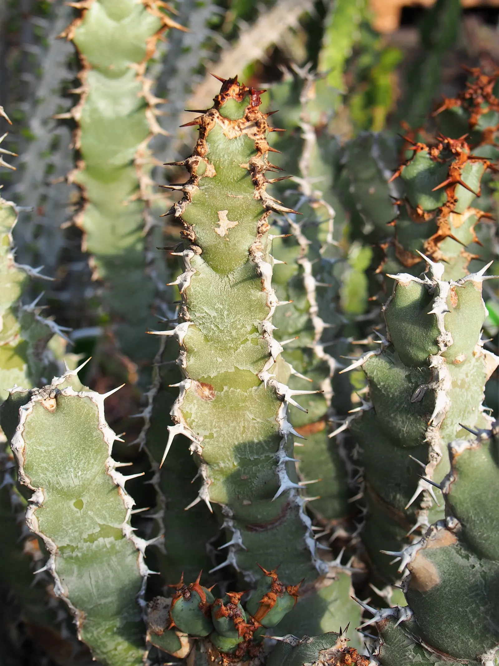 Moroccan Mound (Euphorbia Resinifera) — Its four-sided, spine-adorned stems form dense, segmented mounds; sharp spines that can be around 0.25, image 48