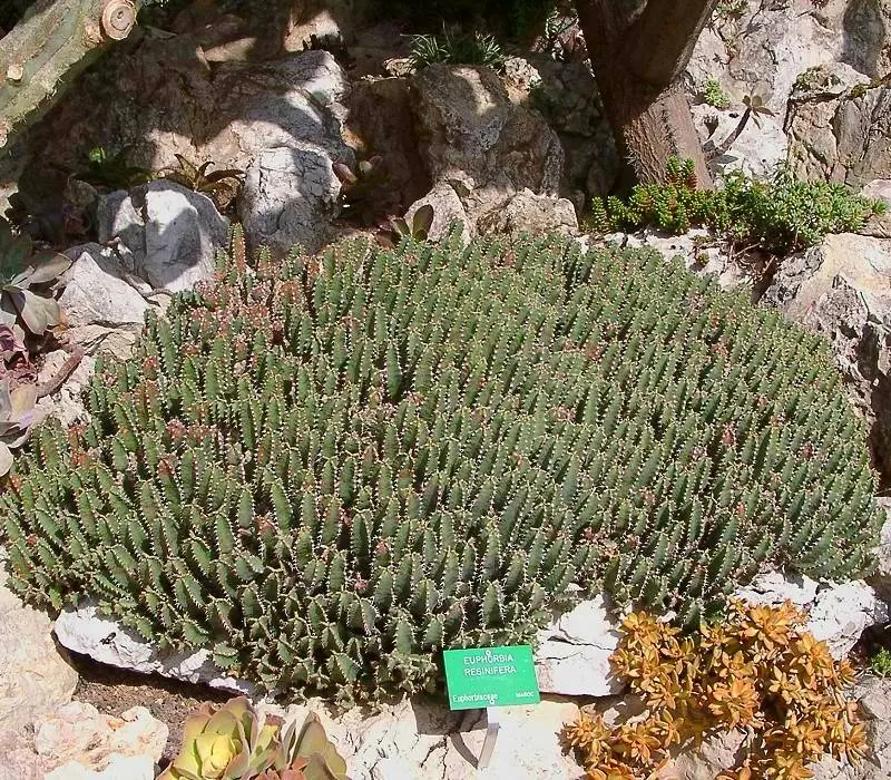 Moroccan Mound (Euphorbia Resinifera) — perennial plant forms a natural mound