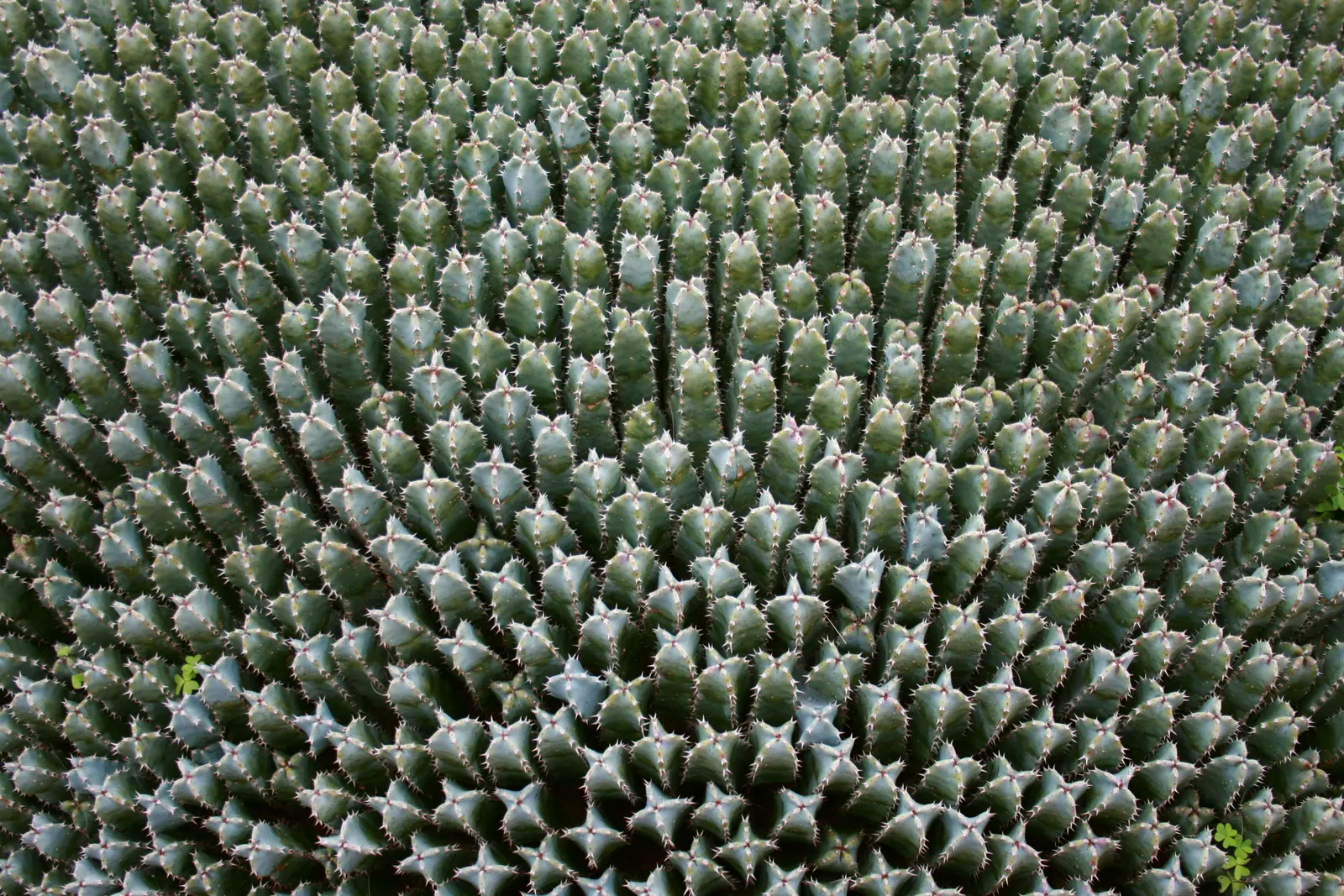 Moroccan Mound (Euphorbia Resinifera) — Ideal for rock gardens or as a striking architectural accent in arid landscapes; typically reaching heights of about 18